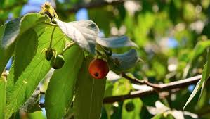 Dari beberapa kandungan yang terdapat dalam daun ceri, maka daun ceri dapat memiliki khasiat sebagai berikut Daun Kersen Untuk Obat Diabetes Manjurkah Ini Kata Ahli