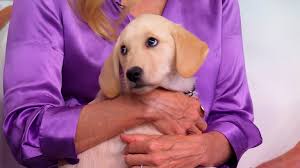 George Stephanopoulos, Ali Wentworth adopt puppy after dog Cooper's death -  ABC News