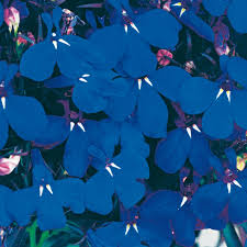 Image result for foto Lobelka