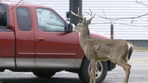It will cost $2,000 to repair your vehicle. Deer Vs Driver Crashes Can Be Costly Deadly
