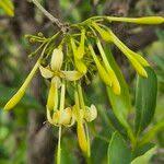 Image result for Pavetta gardeniifolia