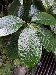 2) cuci bersih dan toskan. Minum Air Daun Pecah Kaca Untuk Sihat Ni Cara Sediakan Ikut Gaya Orang Cina Keluarga