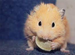A 30 Cute And Adorable Hamster Photography Collection Naldz Graphics Hamster Cute Hamsters Cute Baby Animals
