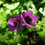 Image result for Geranium aculeolatum