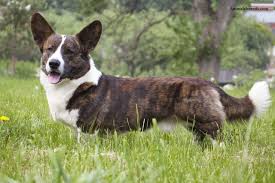 They were considered the same breed until 1934 when the akc recognized them as a separate breeds. Best 38 Cardigan Corgi Wallpaper On Hipwallpaper Corgi Wallpaper Corgi Puppy Wallpaper And Corgi Fursuit Wallpaper