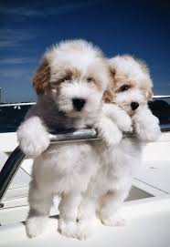 What Do You Guys Think Cute Dogs And Puppies Cute Animals Cute Dogs