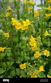 Image result for Phrymaceae