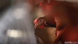 We did not find results for: Melihat Primadona Masyarakat Blitar Ternak Ayam Petelur