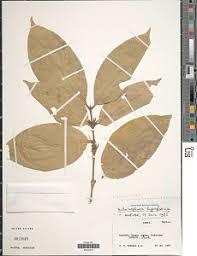 Image result for Belonophora coffeoides