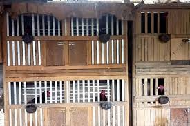 Sediakan kandang isolasi untuk ayan bangkok muda. Mencegah Kematian Ayam Dengan Kebersihan Kandang Ayam Kandang Ayam Ayam Kandang