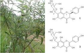 Image result for Eriosema laurentii