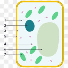 Check spelling or type a new query. Simple Diagram Of Plant Cell Simple Plant Cell Labeled Hd Png Download Plant Cell Png Transparent Png Download 5764505 Pngfind