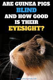 Pin On Guinea Pig Health Tips And Diseases