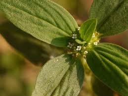 Image result for Spermacoce ocymoides