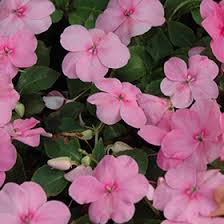 Image result for Impatiens salpinx