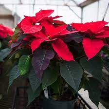 Here S How To Have The Most Beautiful Poinsettias For The Holidays Poinsettia Plant Christmas Plants House Plants
