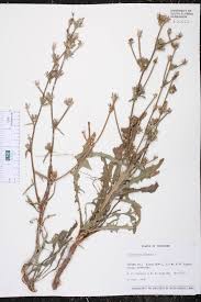 Image result for Cichorium