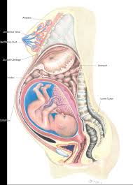 Browse 16,420 female human internal organ stock photos and images available or start a new search to explore more stock photos and images. Heddatron Dramaturgy Distortion Of Internal Organs During Pregnancy