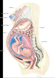 Anatimy of girl internal organs stomach woman body women body anatomy human women organ body structure human body realistic vector cartoon human anatomy female anatomy of abdomen female body. Heddatron Dramaturgy Distortion Of Internal Organs During Pregnancy