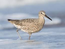Willet Identification All About Birds Cornell Lab Of