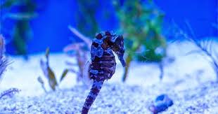 How To Set Up A Seahorse Aquarium Marine Depot Blog Seahorse Aquarium Saltwater Aquarium Fish Saltwater Fish Tanks