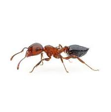 Large numbers of ants can successfully invade homes by detecting and following an invisible trail produced by scouts sent previously by the colony to search for food. Ants Pest Identification Images Insight Pest Control