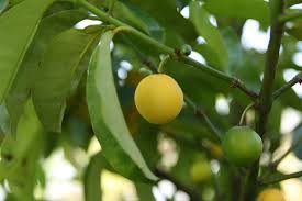 Image result for Garcinia pachyclada