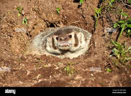 Badger