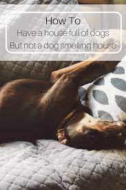 Bluehost Com Dog Smells Dog Cleaning Build A Dog House