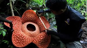 Check spelling or type a new query. Scientists Just Found One Of The World S Largest Flowers Blooming In An Indonesian Jungle Cnn