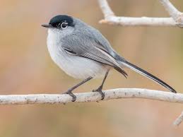 Image result for Gnidia hockii