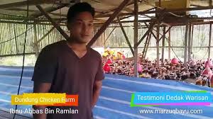 Oleh sebab itu, dari segi kesehatanpun ayam kampung ini relatif sangat. Ternak Ayam Kampung Komersial Di Kedah Moden Sistematik Video Dailymotion