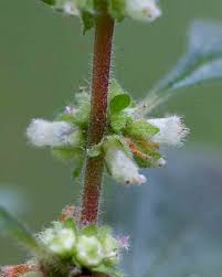 Image result for Urticaceae