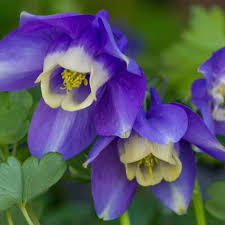 Image result for Aquilegia flabellata ministar