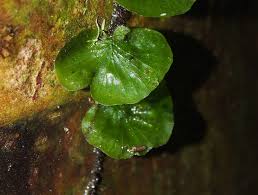 Image result for Trichomanes crispiforme