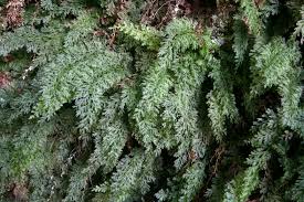 Image result for Vandenboschia