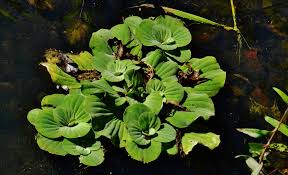 Image result for Pistia