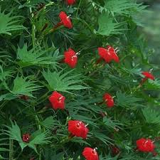 Cardinal Climber Morning Glory Seeds With Images Climber Plants Flower Seeds
