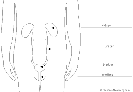 Select from 35870 printable crafts of cartoons, nature, animals, bible and many more. Urinary System Enchantedlearning Com