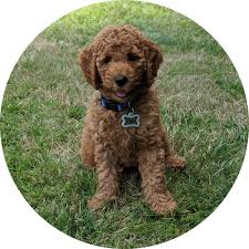 Look at pictures of goldendoodle puppies who need a home. If You Re Looking For Goldendoodle Puppies In Florida Then We Ve Got You Covered We Researched The 5 Bes Goldendoodle Goldendoodle Puppy Goldendoodle Breeders