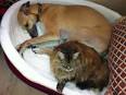 Greyhounds and Cats