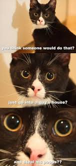 Attack Of The Funny Animals 26 Pics Funny Animals Funny Animal Quotes Funny Cats
