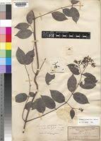 Image result for Secamone africana