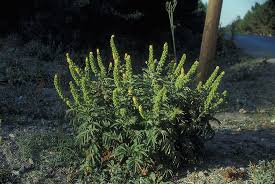 Image result for Agrimonia