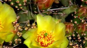 But beware being from the cactus family, its skin pricks. Opuntia Fragilis Common Name Brittle Prickly Pear In Bloom Youtube Youtube