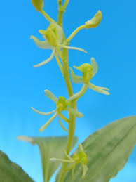 Image result for Liparis tridens