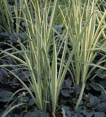 Shade Tolerant Ornamental Grasses And Grass Like Plants Beyond Impatiens And Petunias U Of I Extension Shade Grass Shade Tolerant Grass Ornamental Grasses