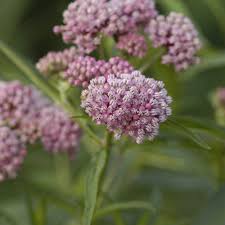 Cinderella Swamp Milkweed Asclepias Incarnata Proven Winners In 2020 Asclepias Incarnata Asclepias Swamp Milkweed