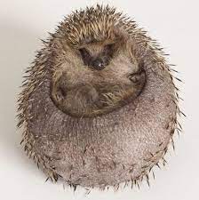 Pin On Adorable Animals