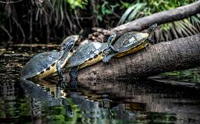 Coastal plain cooters (pseudemys concinna floridana) or florida cooter is a species of herbivorous freshwater turtle sunning on a river log. The Florida Cooter Florida S Most Frequently Seen Turtle